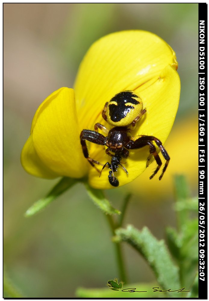Synema globosum con preda