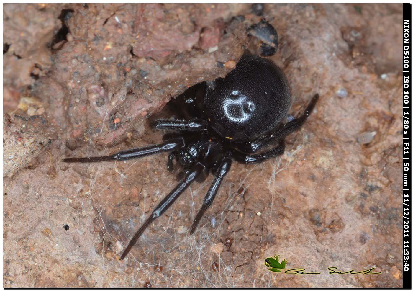 Steatoda paykulliana