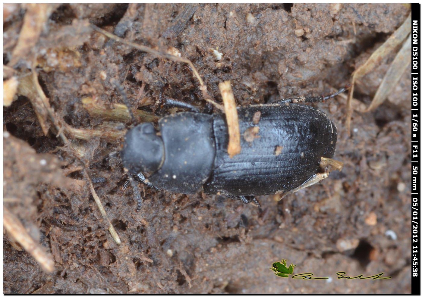Opatroides punctulatus