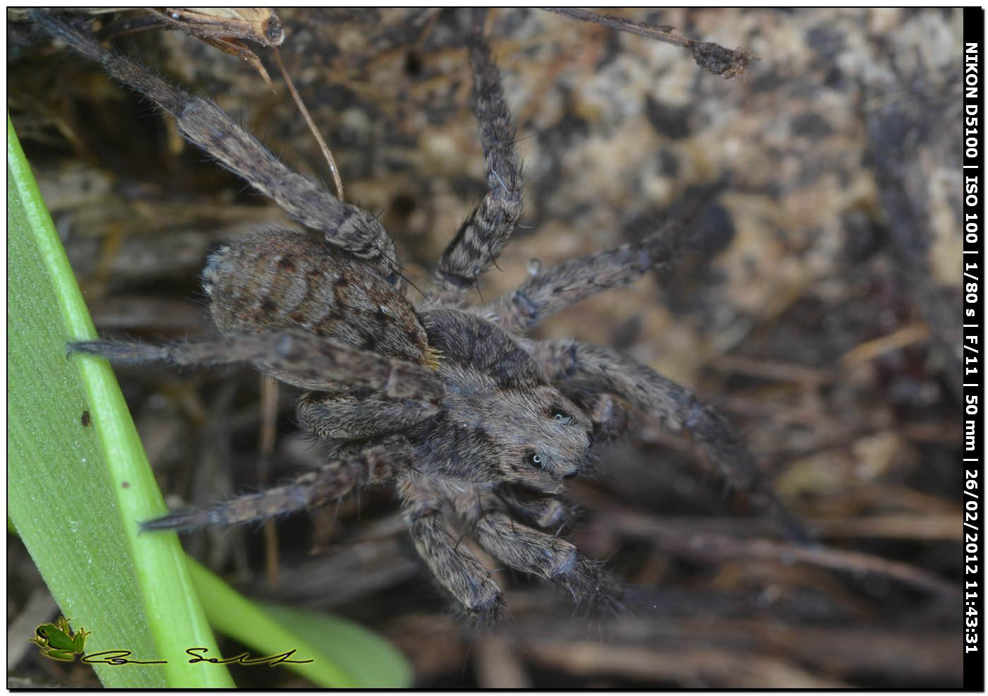 Alopecosa cf. albofasciata
