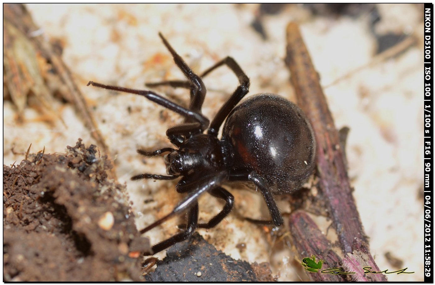 Steatoda paykulliana ♀