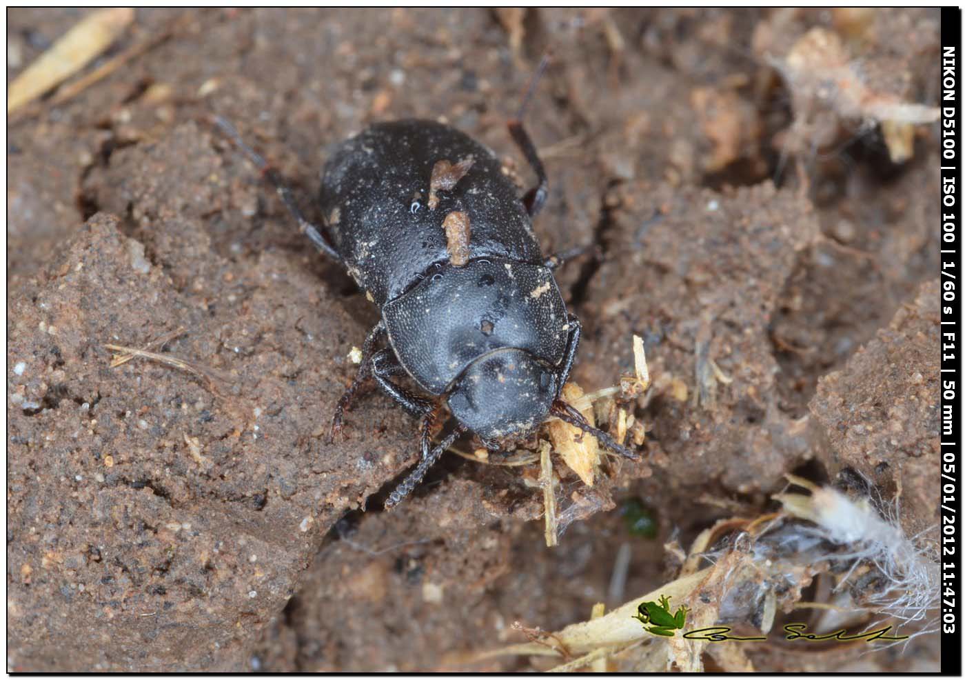 Opatroides punctulatus