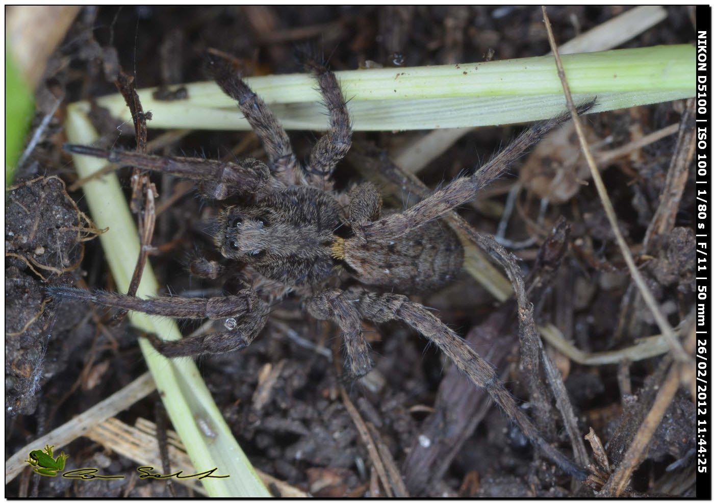 Alopecosa cf. albofasciata