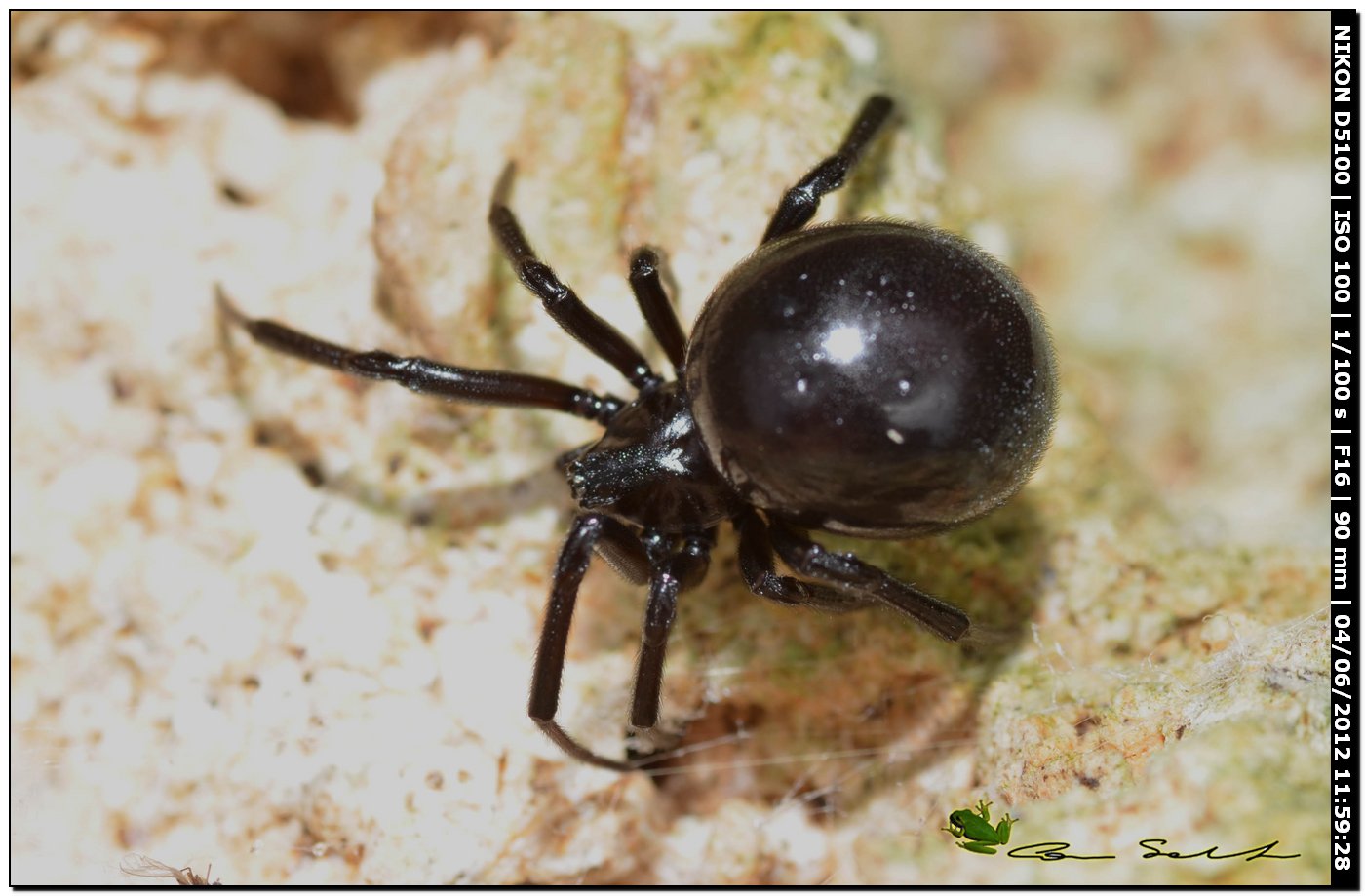 Steatoda paykulliana ♀