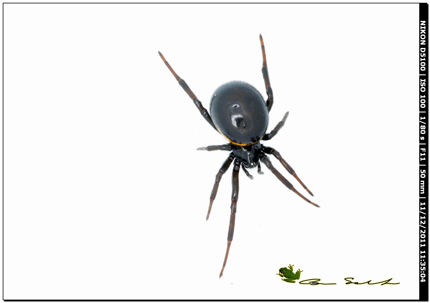 Steatoda paykulliana