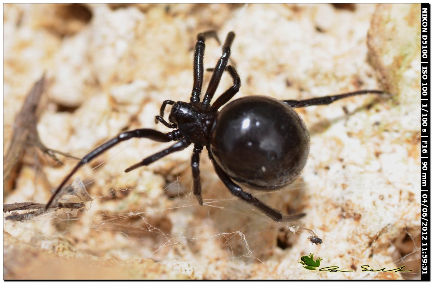 Steatoda paykulliana ♀
