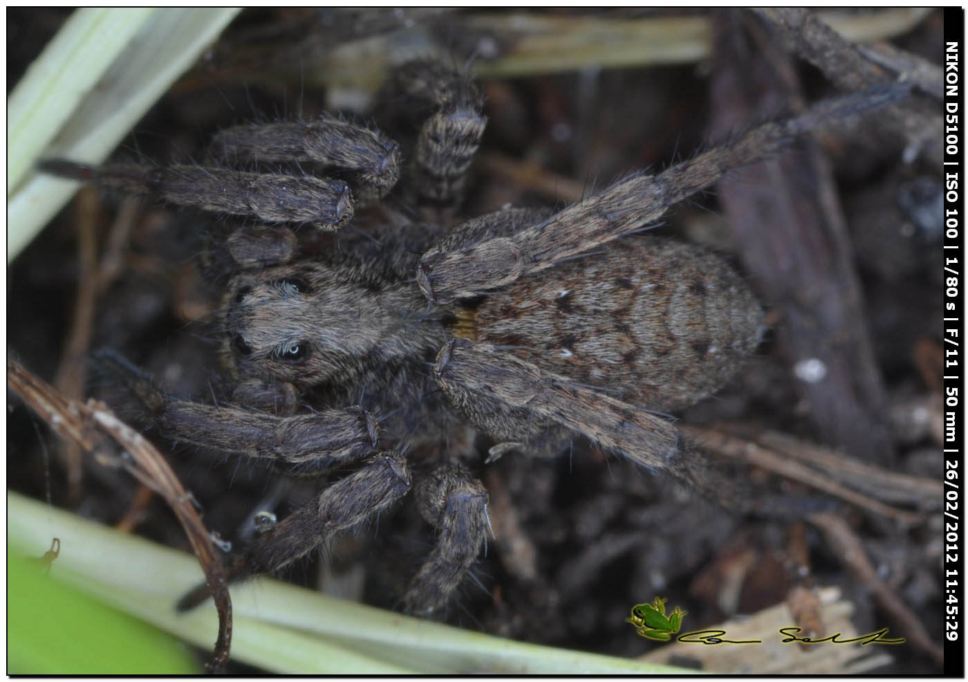 Alopecosa cf. albofasciata