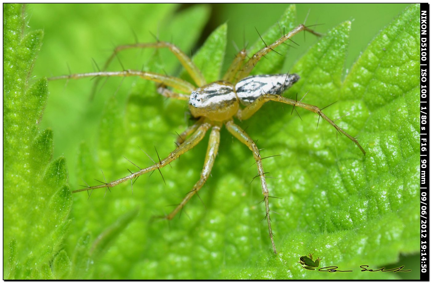 Oxyopes cfr lineatus maschio
