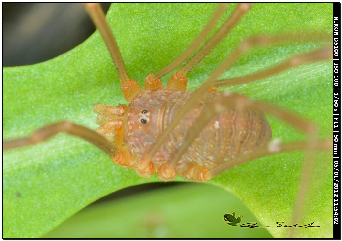 Opilione sardo: Opilio o Phalangium? Opilio canestrinii ♂ (Phalangiidae)