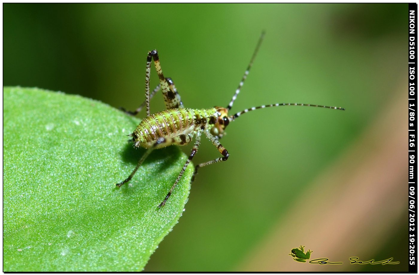 neanide di Phaneroptera sp.