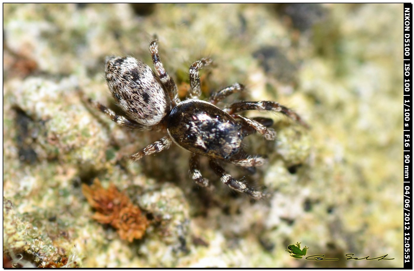 Salticus mutabilis