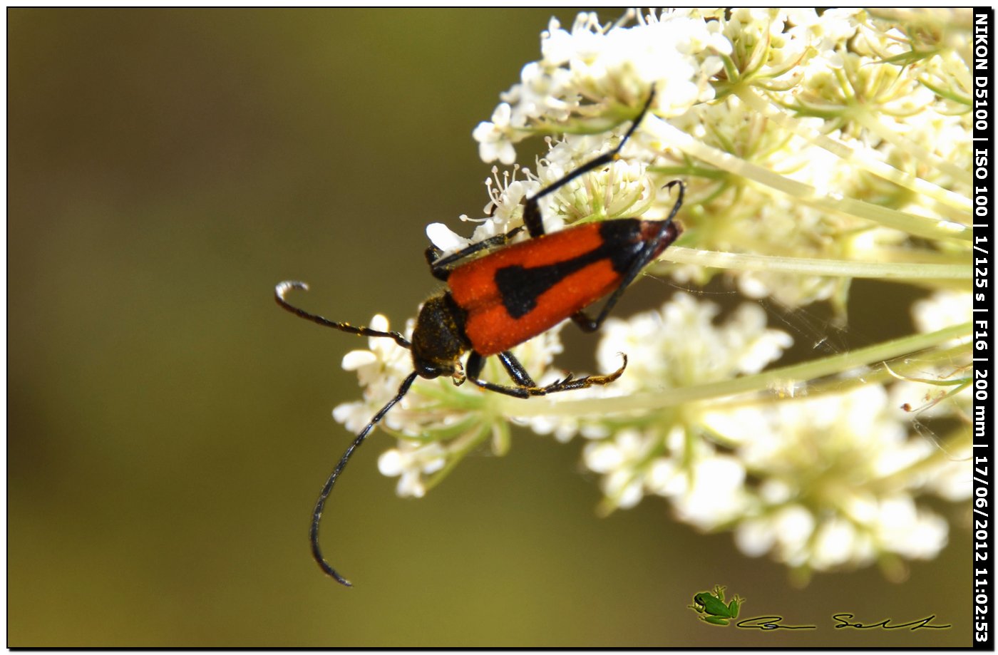 Stictoleptura (s. str.) cordigera cordigera