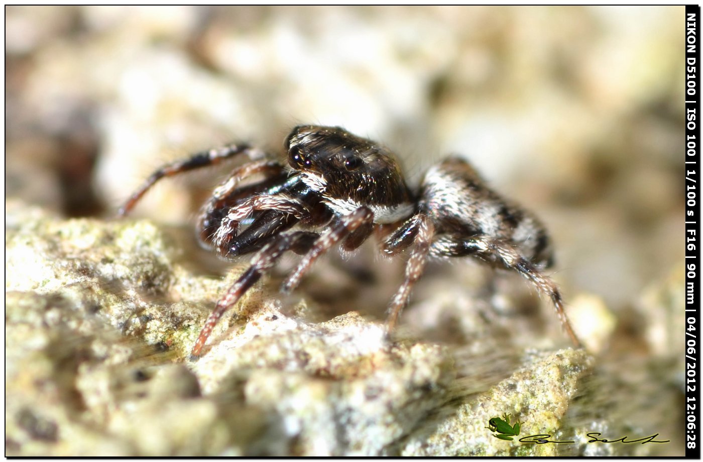 Salticus mutabilis