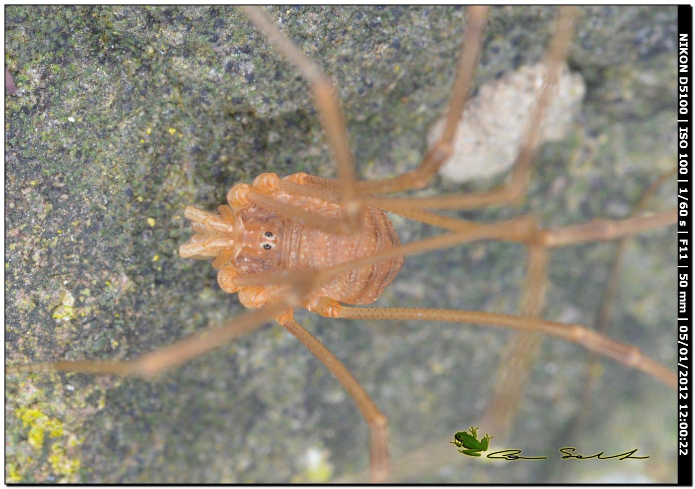 Opilione sardo: Opilio o Phalangium? Opilio canestrinii ♂ (Phalangiidae)