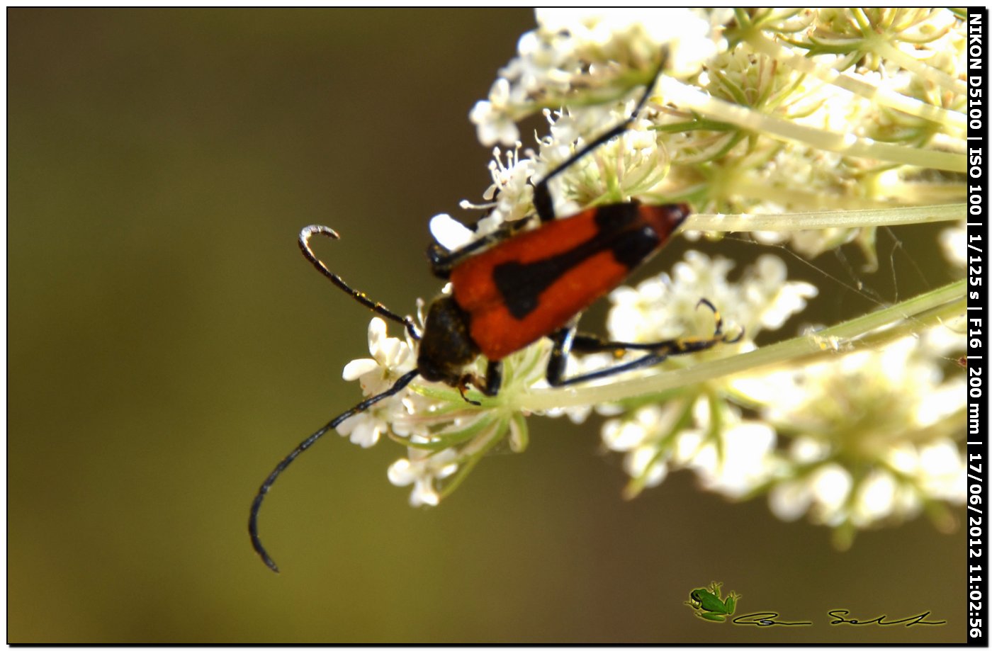 Stictoleptura (s. str.) cordigera cordigera