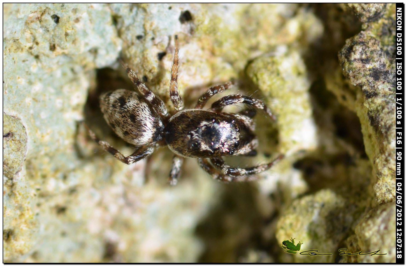 Salticus mutabilis