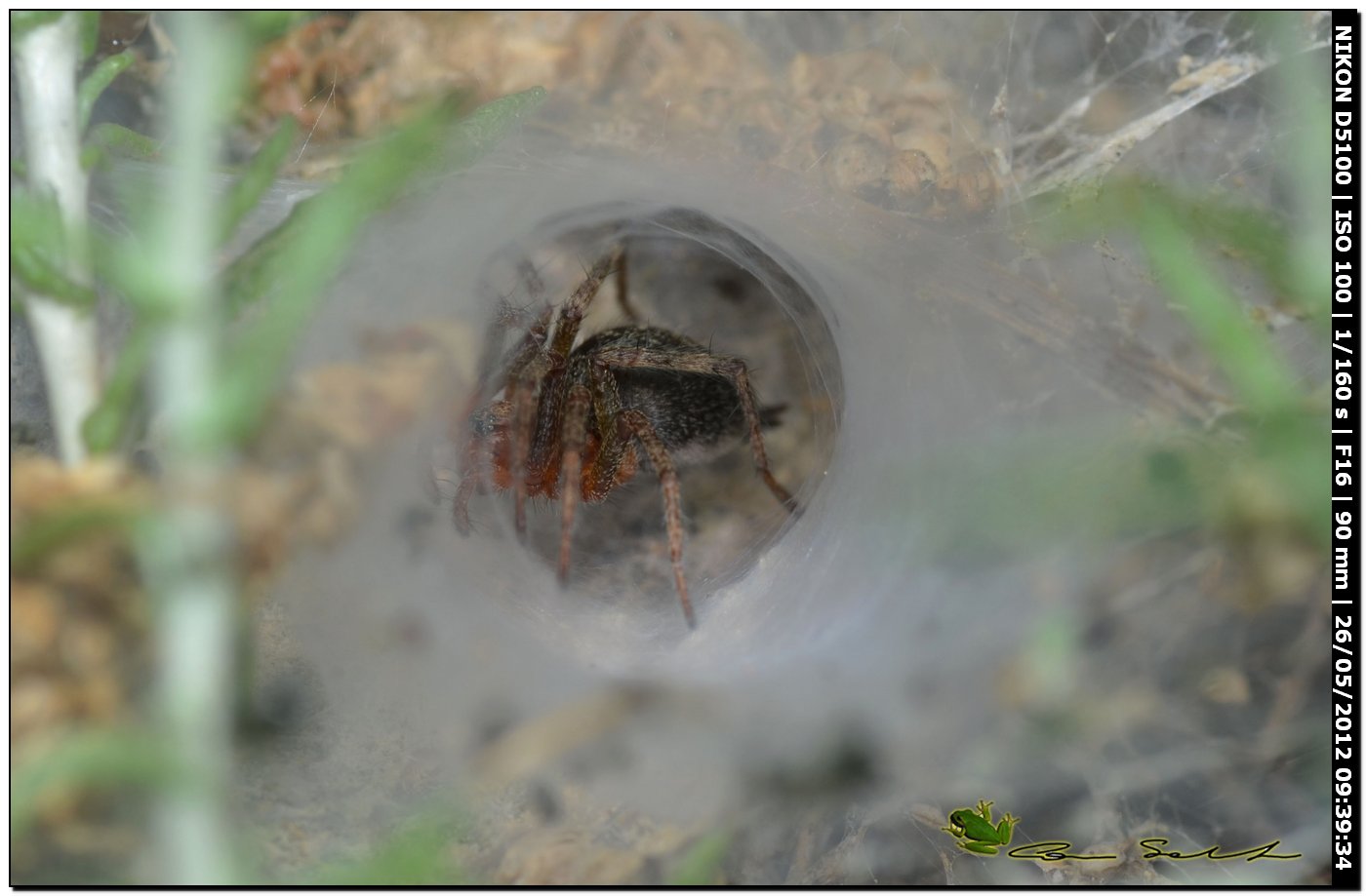 Agelena cf. labyrinthica