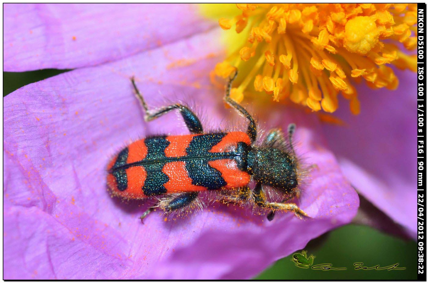 Trichodes alvearius