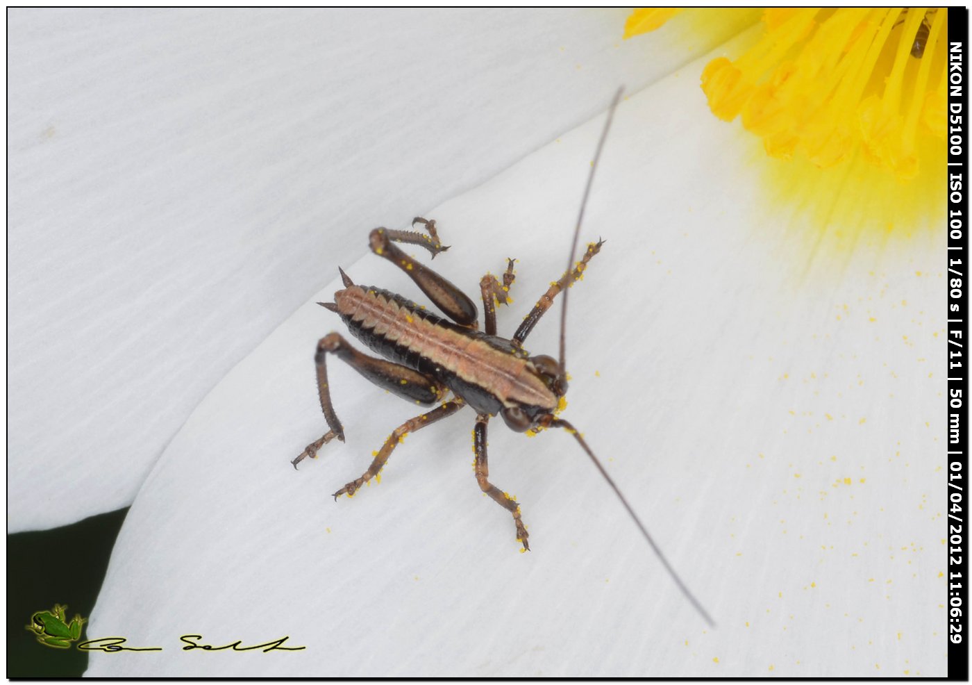 Neanide di Eupholidoptera oppure Pholidoptera