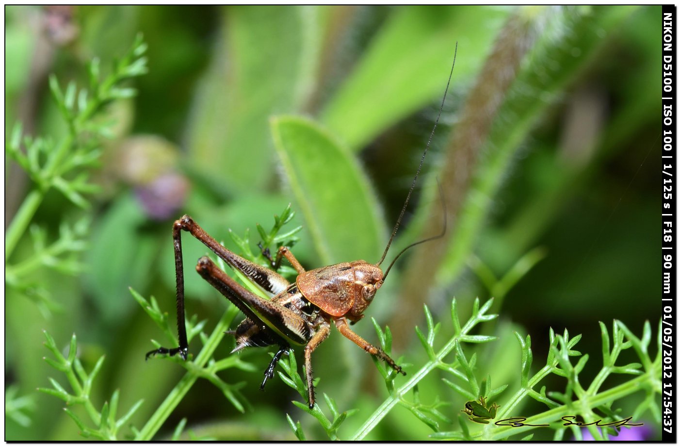 Ortottero multicolor (forse, Platycleis)