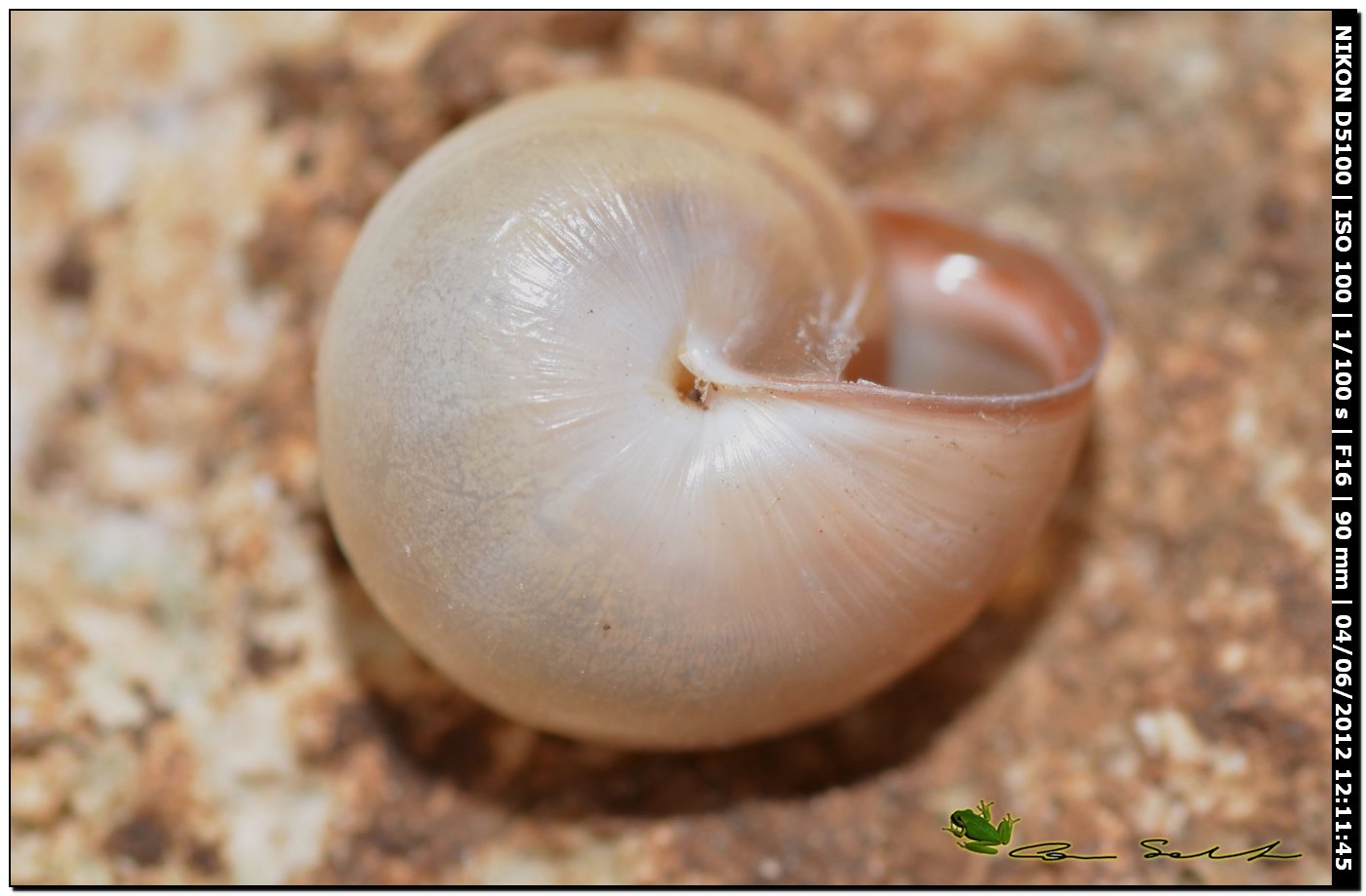 Monacha cartusiana da Usini