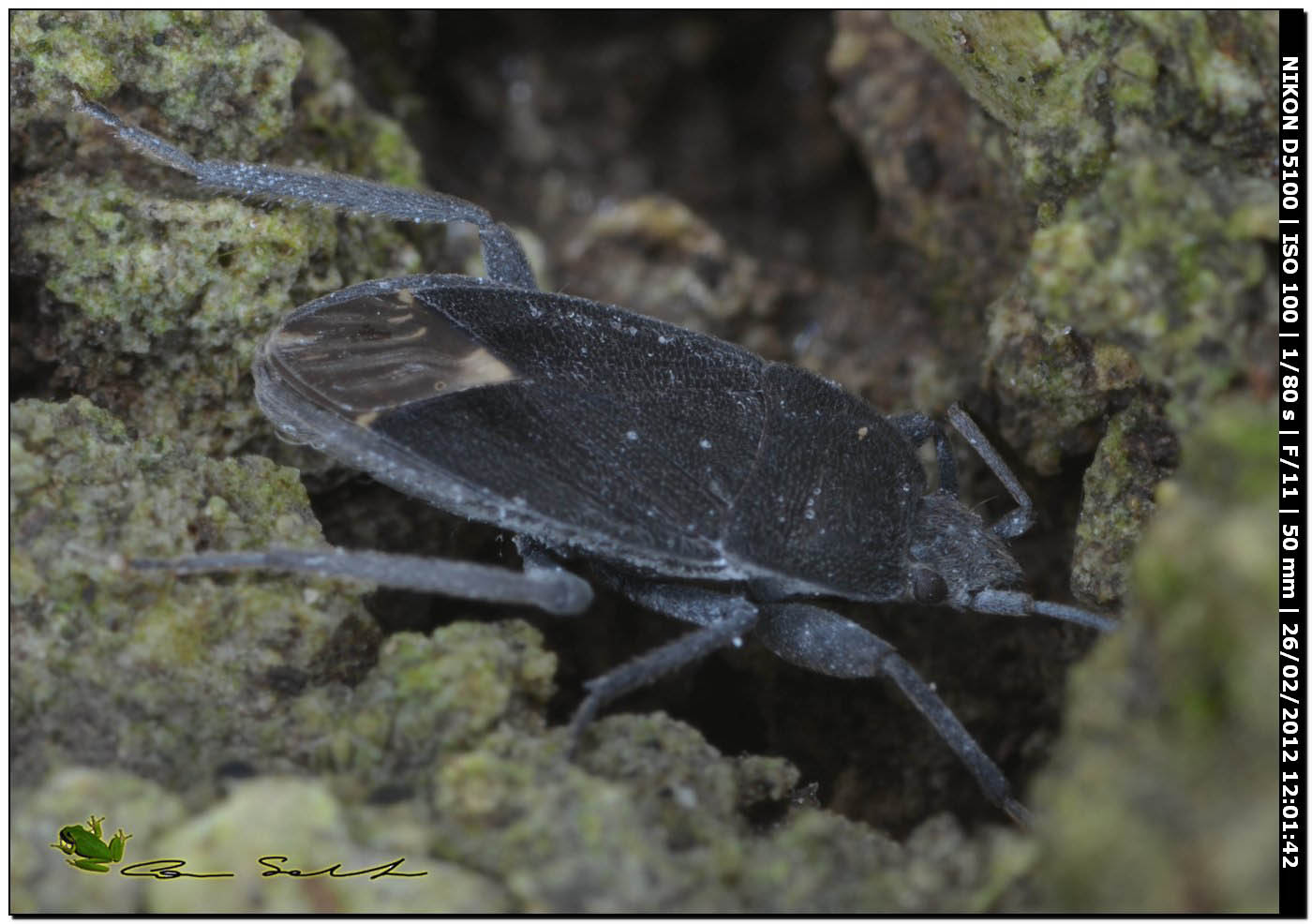 Lygaeidae: Microtomideus carbonarius di Sardegna-Usini