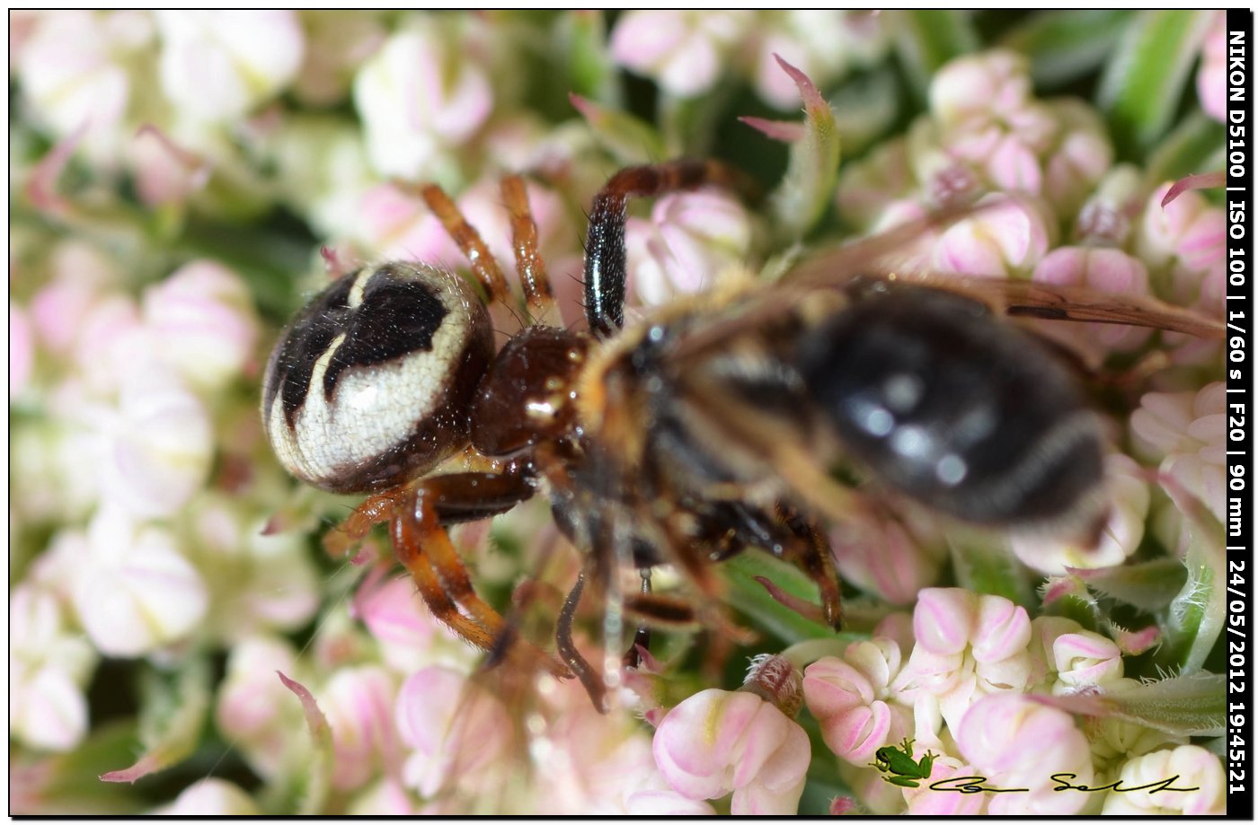 Synema globosum ♀ con preda