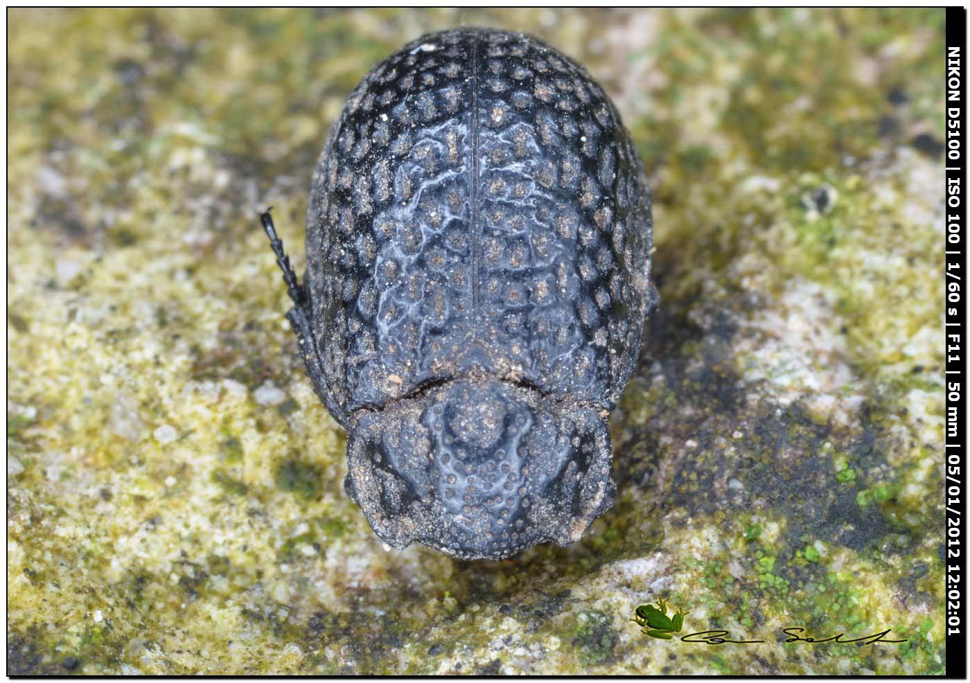 Trox cribrum (Trogidae)