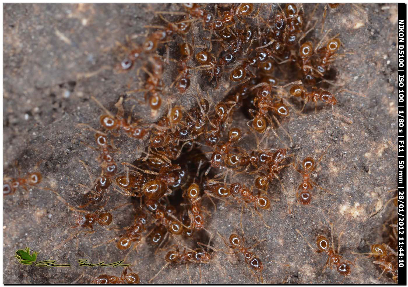 Aphaenogaster subterranea? No. Pheidole sp.