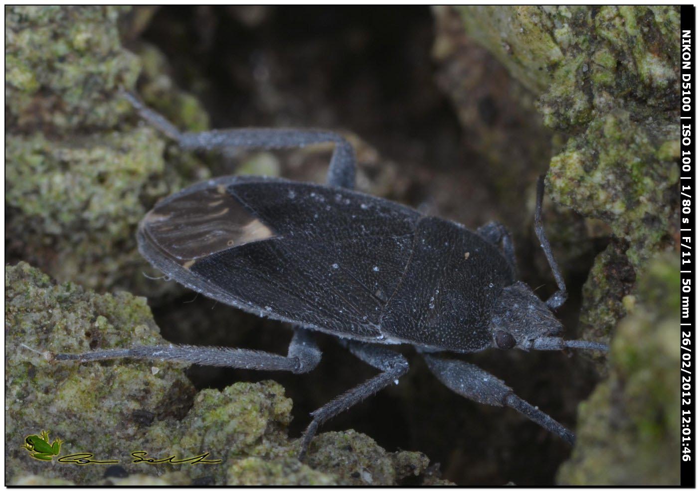 Lygaeidae: Microtomideus carbonarius di Sardegna-Usini