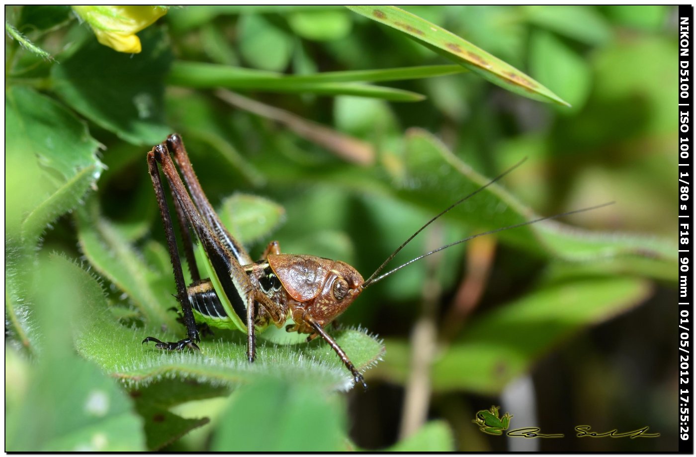 Ortottero multicolor (forse, Platycleis)