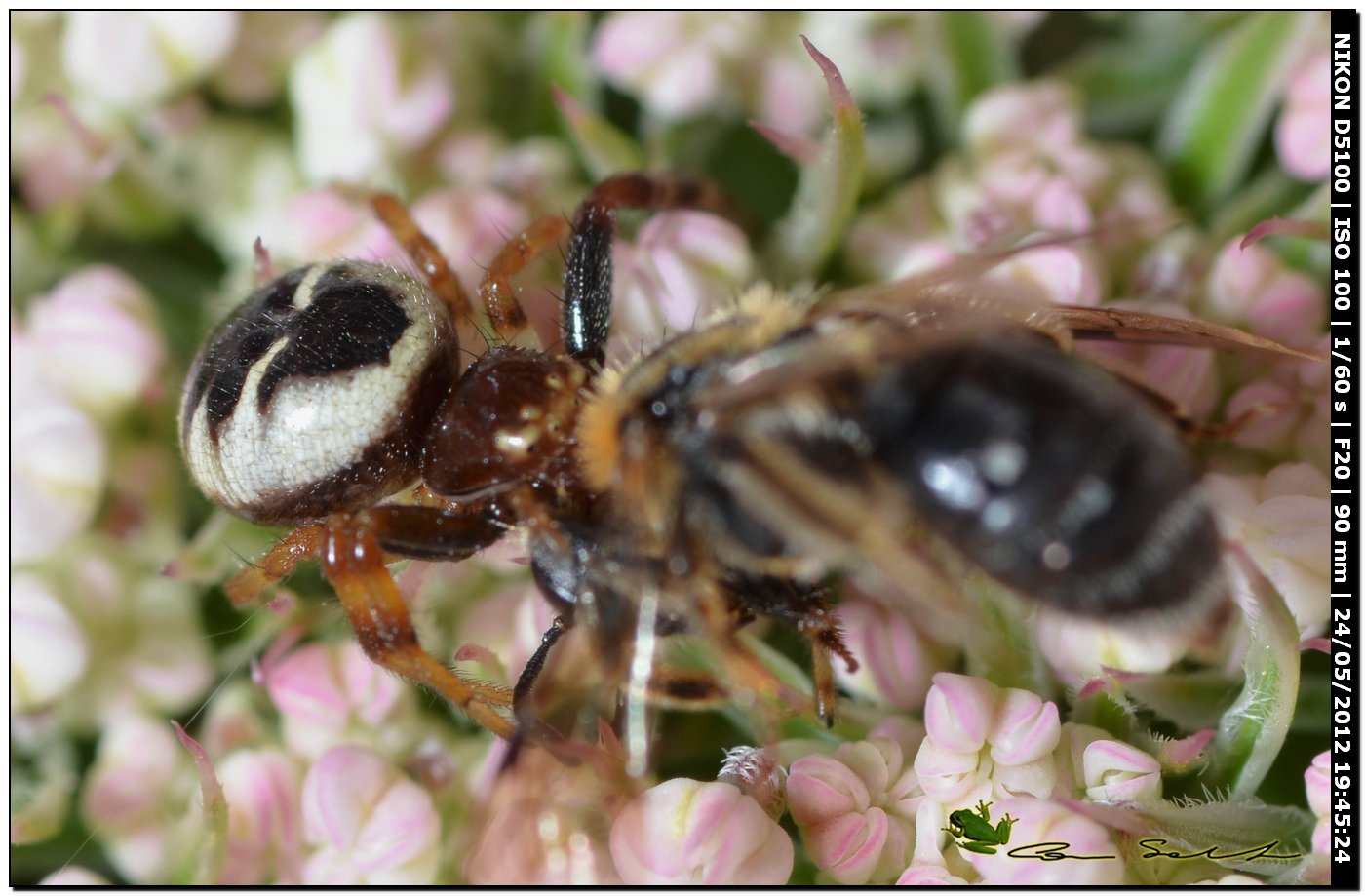 Synema globosum ♀ con preda