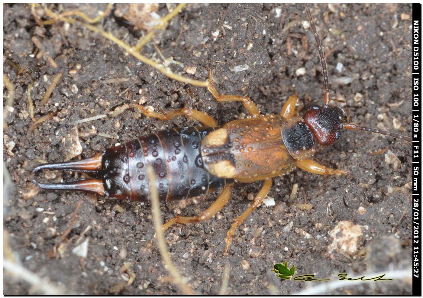 Forficula auricularia (femmina con uova)