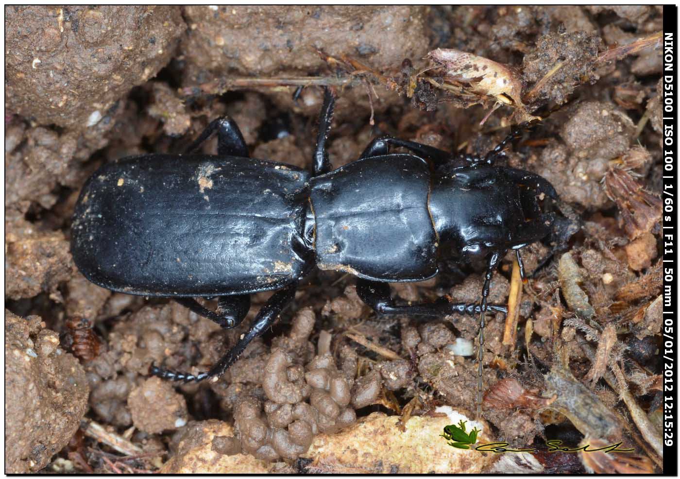 Percus strictus s. stricto !!!
