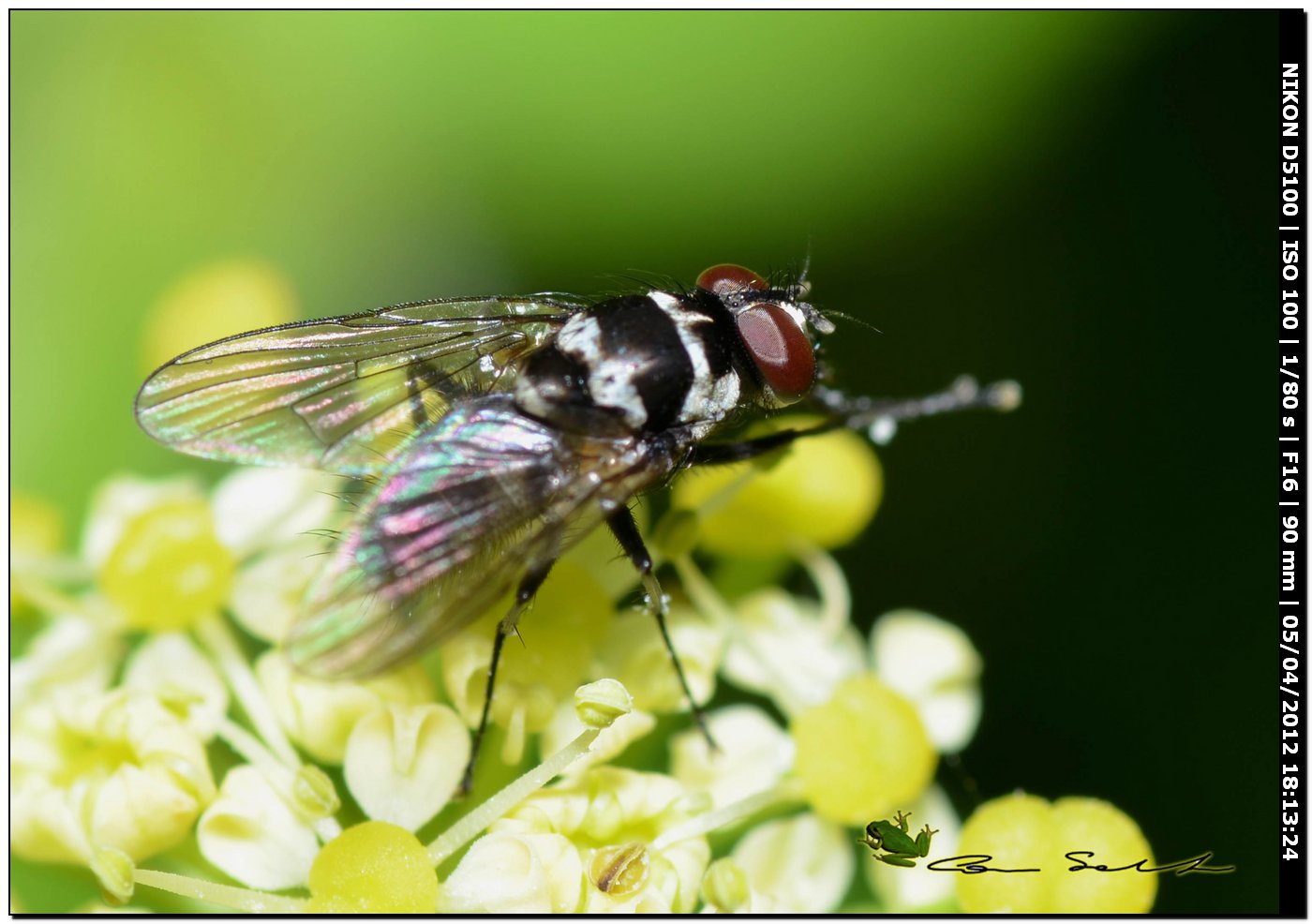 Anthomyia sp. da Usini