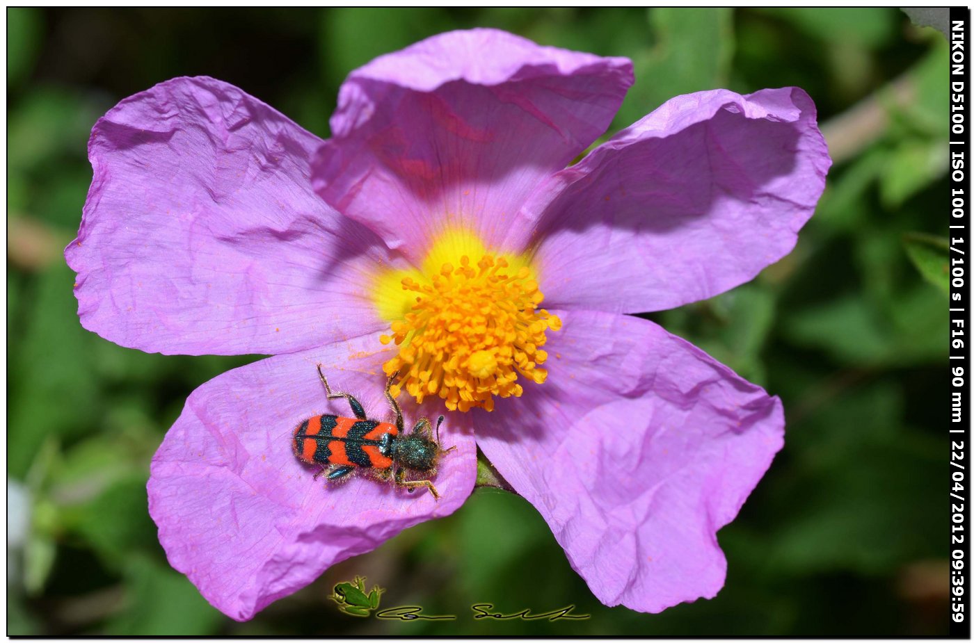 Trichodes alvearius