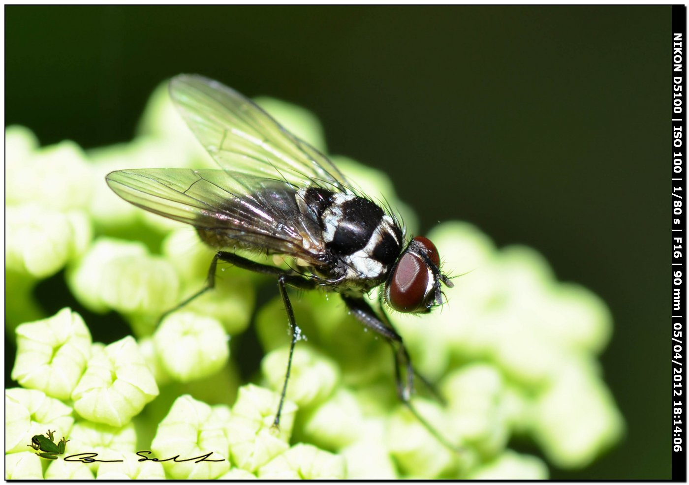 Anthomyia sp. da Usini
