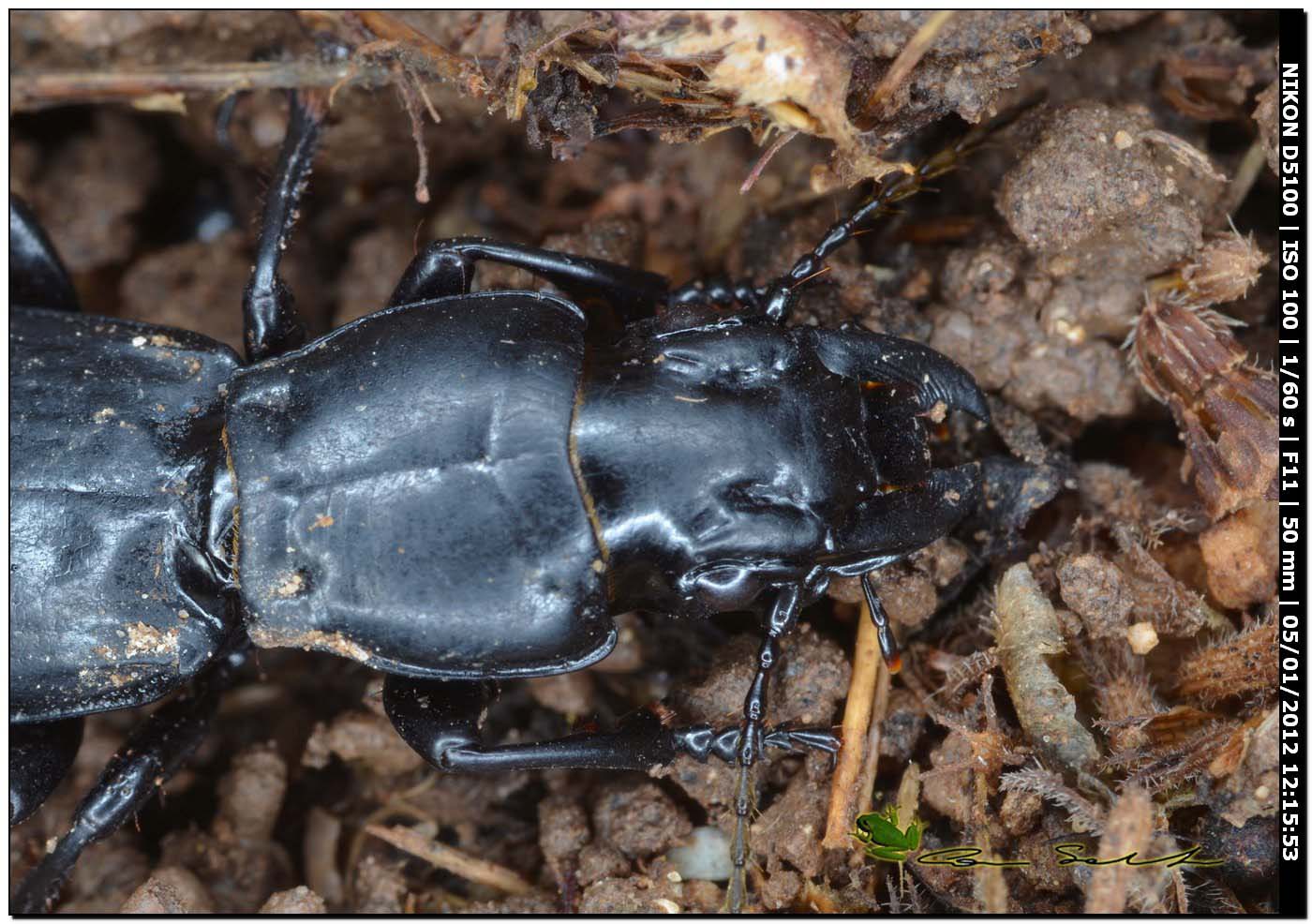 Percus strictus s. stricto !!!