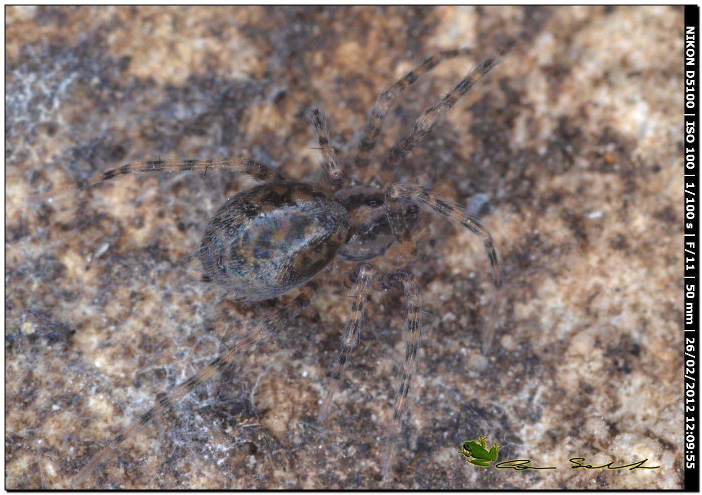 Malthonica sp. ( o Tegenaria sp.)