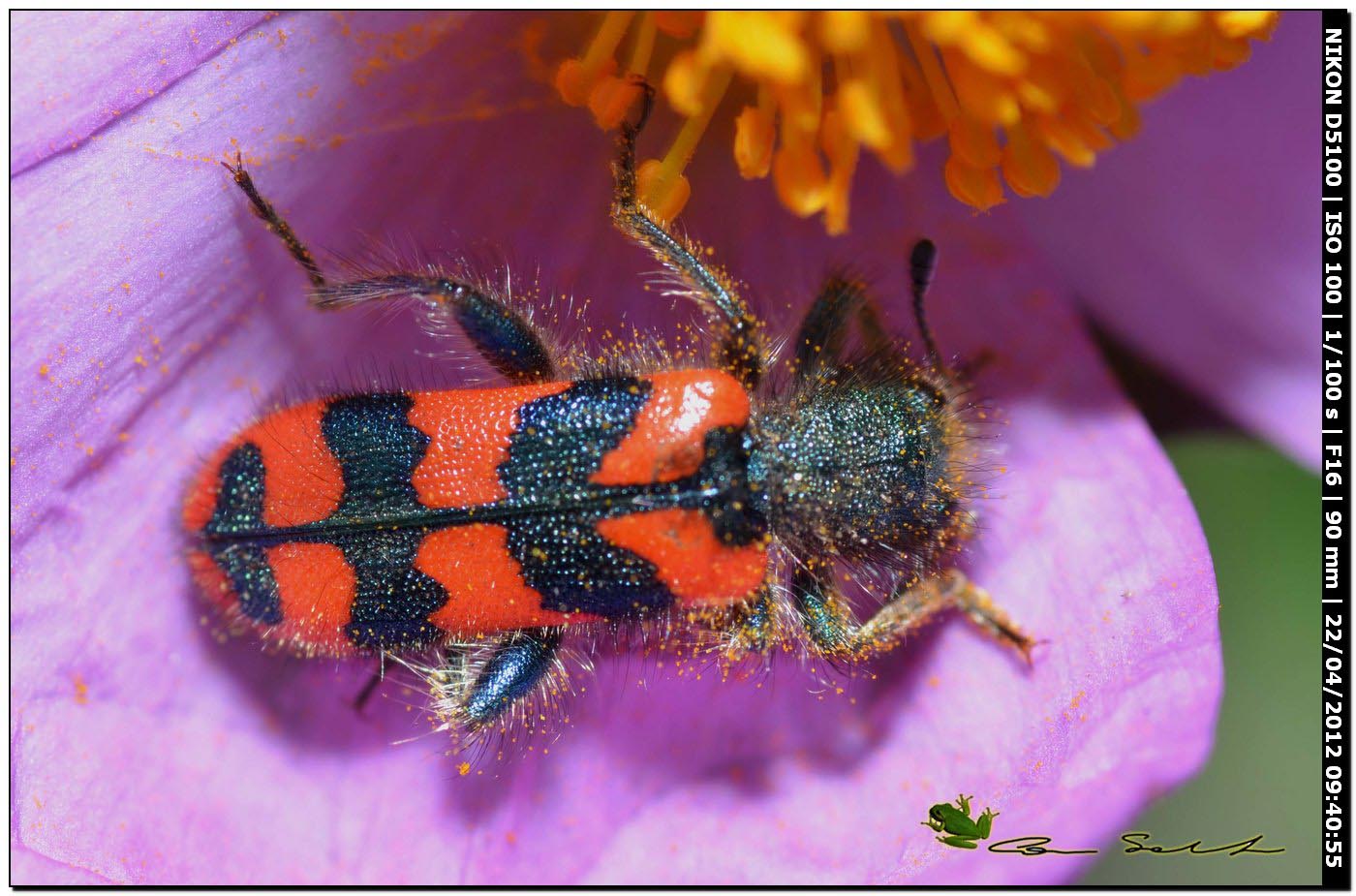 Trichodes alvearius