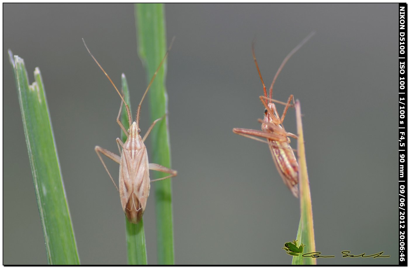 Miridae: Miridius quadrivirgatus della Sardegna (SS)