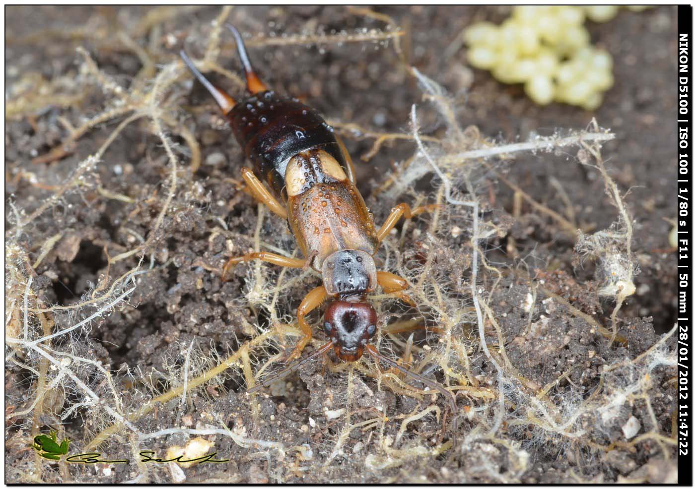 Forficula auricularia (femmina con uova)