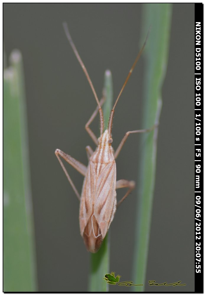 Miridae: Miridius quadrivirgatus della Sardegna (SS)