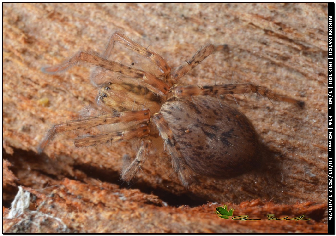 Anyphaena sp.