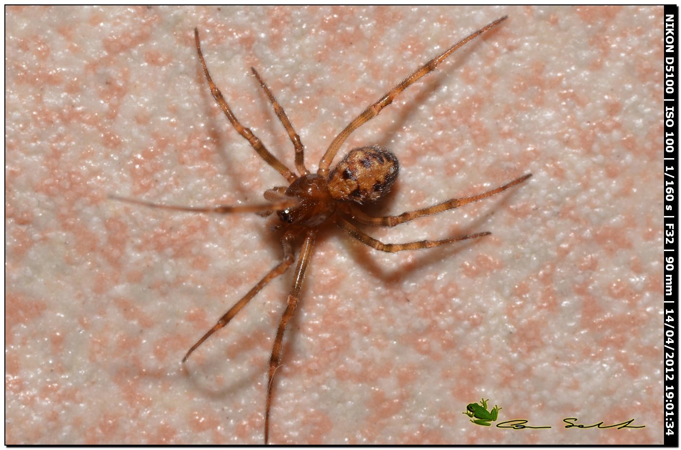 Steatoda triangulosa