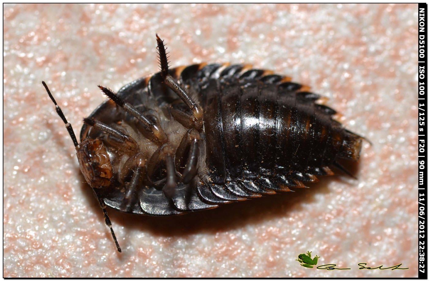 Larva di Silphidae