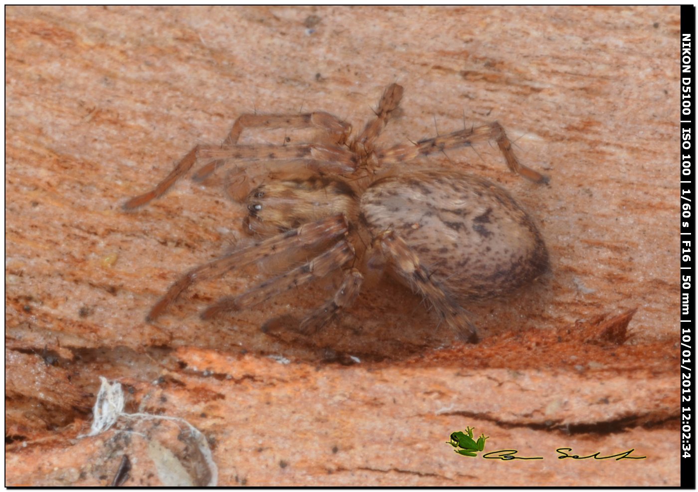 Anyphaena sp.