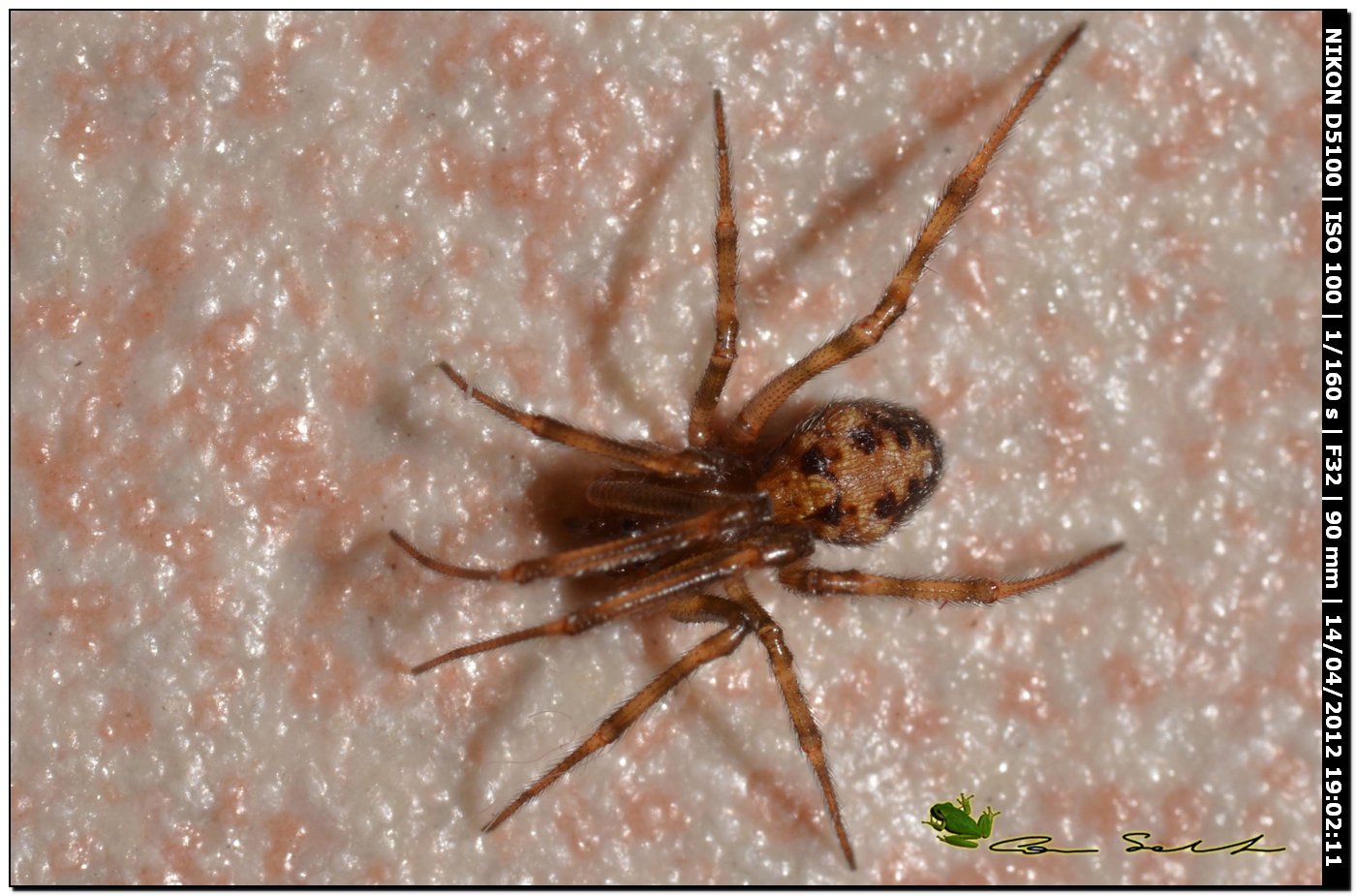 Steatoda triangulosa