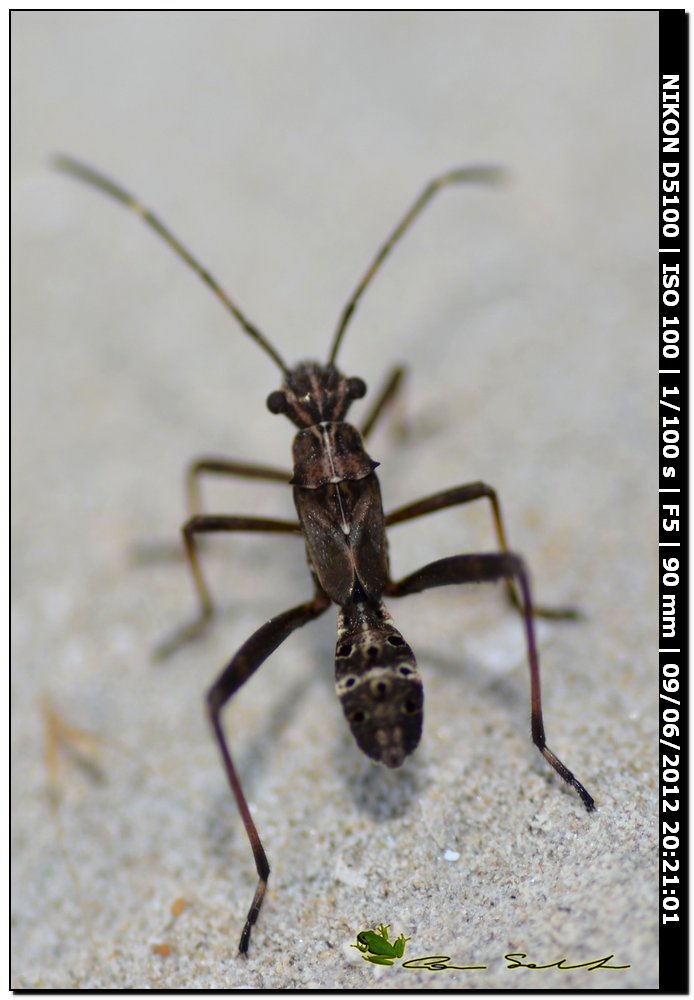 Alydidae: ninfa di Camptopus lateralis in Sardegna
