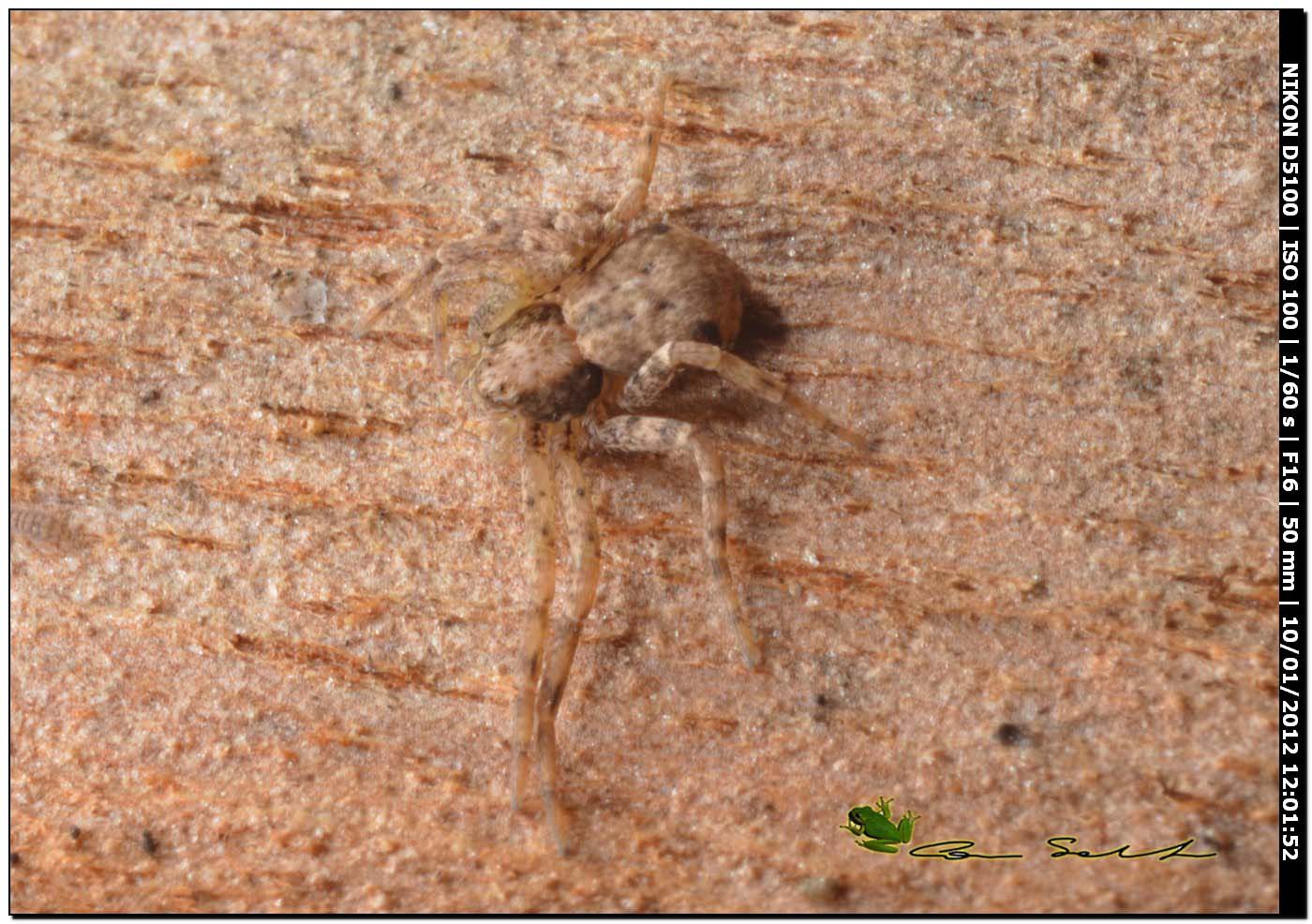 Philodromus cf. bistigma